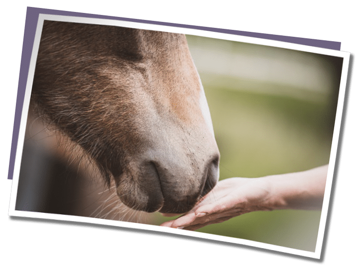 Equicoaching individuel - photo cheval | Libresens - Touraine